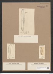 Navicula semiplena (Grev.) Donk. (de-Toni-Nr.: Genus 1, Species 416) Zeichnungen Sammlung Grunow Nr. 921 (NHMW-BOT-W0367401)